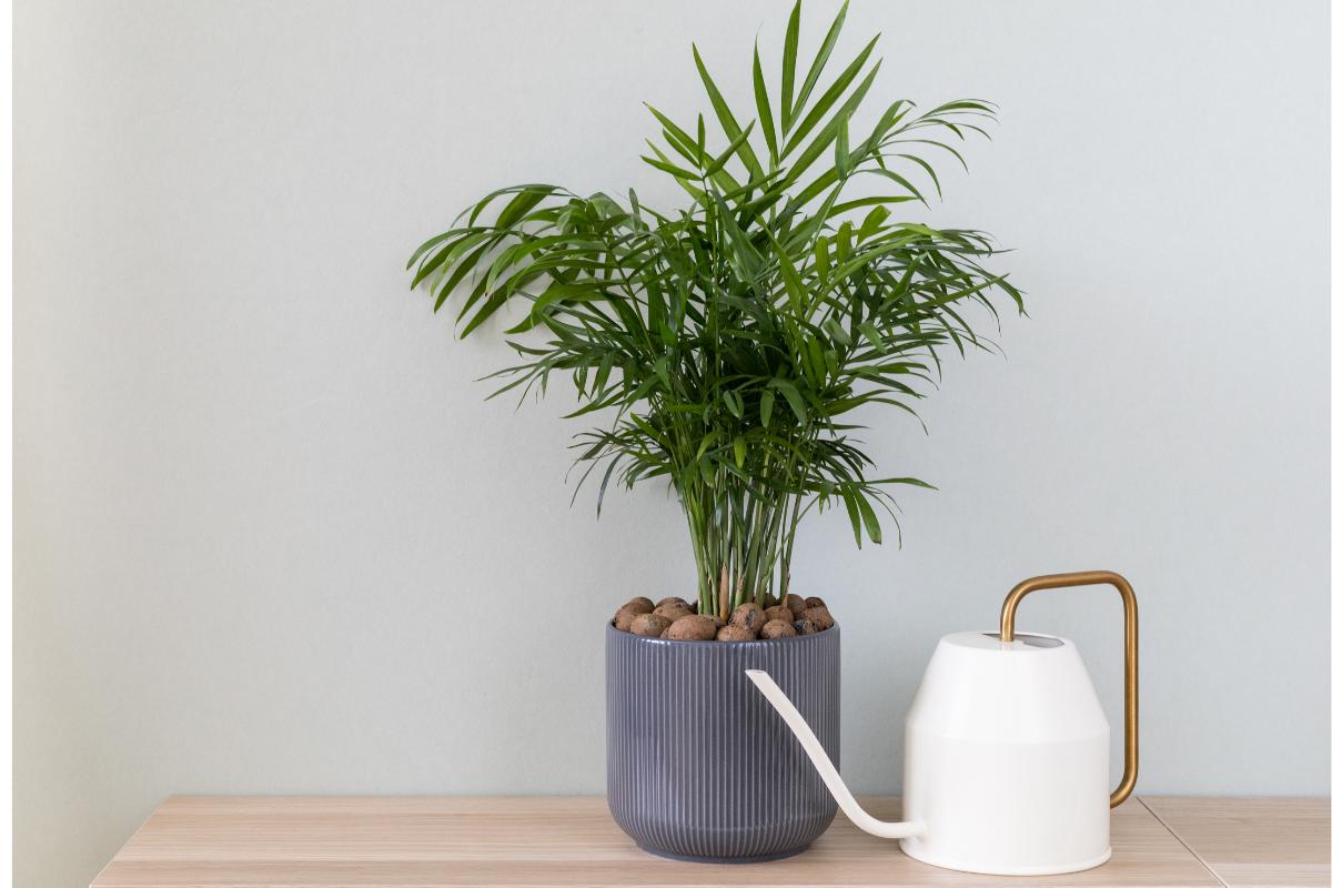 Top Vastu Plants for Entrance | Boost Luck, Wealth & Harmony
– The Affordable Organic Store