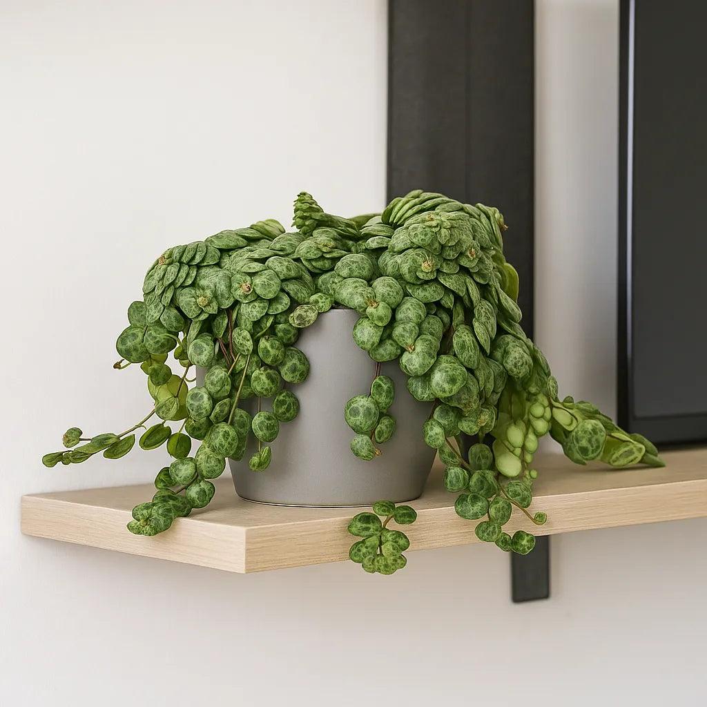 String of Turtles در گلدان آویز