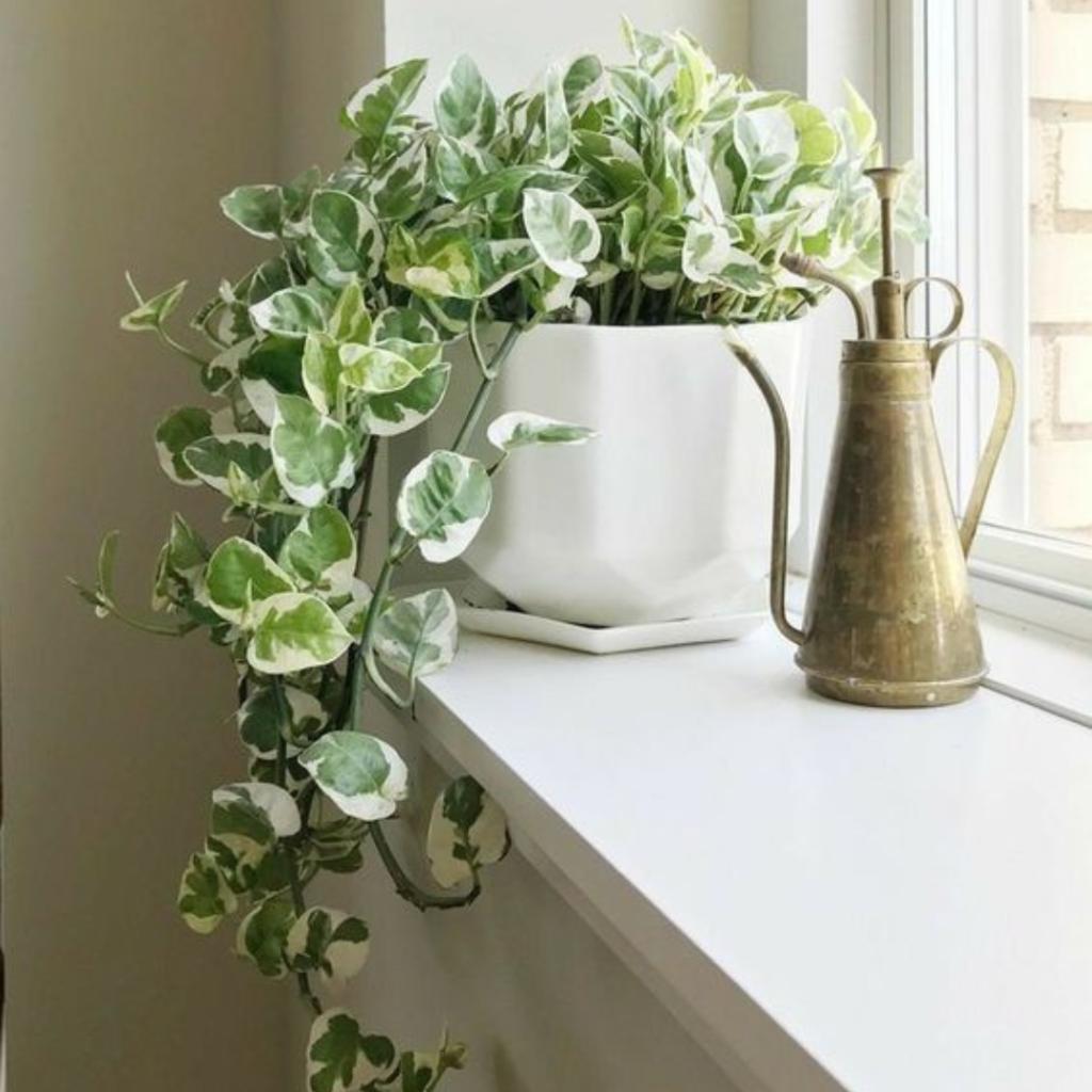 10 Plantas Pendentes Para Ambientes Internos