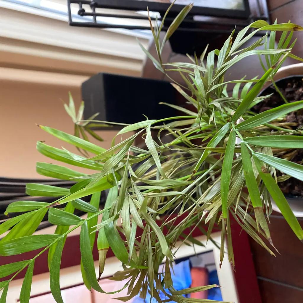 My Parlour palm leaves are staying to dry out. I water as...