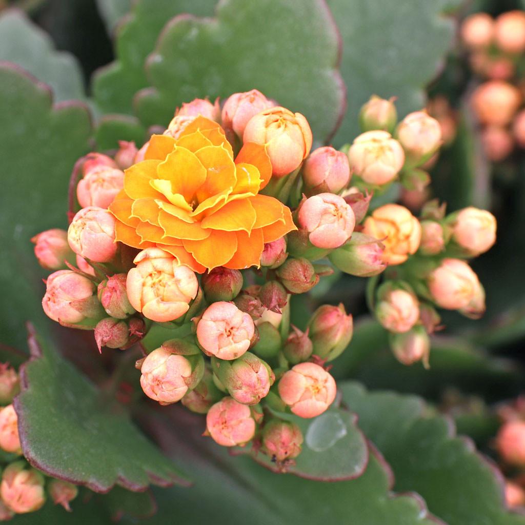 Kalanchoe blossfeldiana [orange] | Mountain Crest Gardens™