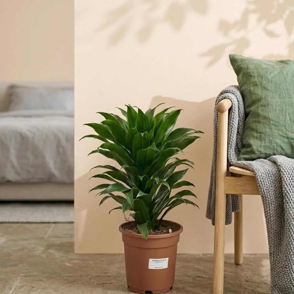 Dracaena Compacta (Dracaena fragrans ‘Compacta’) | Potted, 50–60 cm – Acacia Garden Center