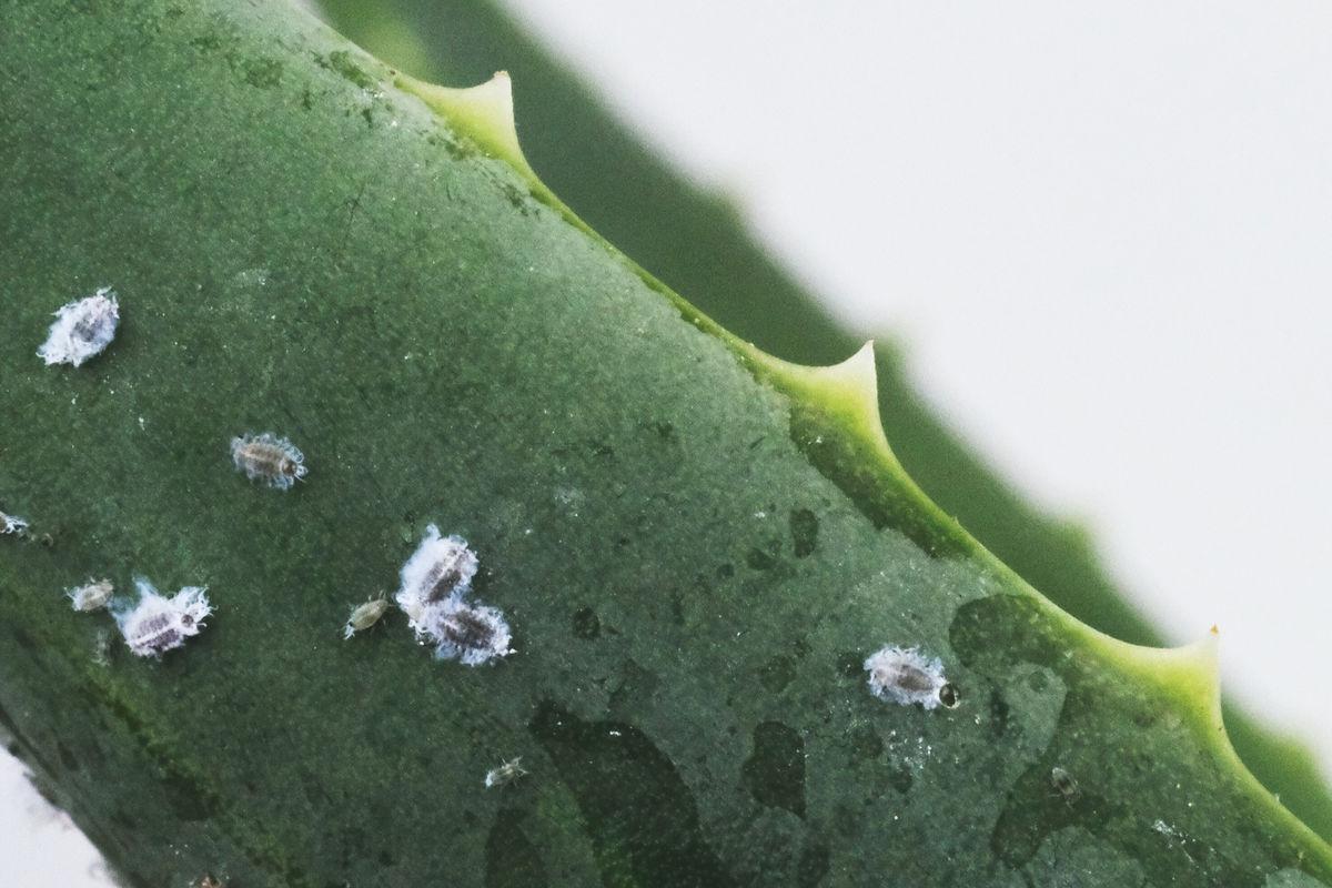 Common Plant Pests Found In Your Home & How To Deal With Them | AllotMe Blog