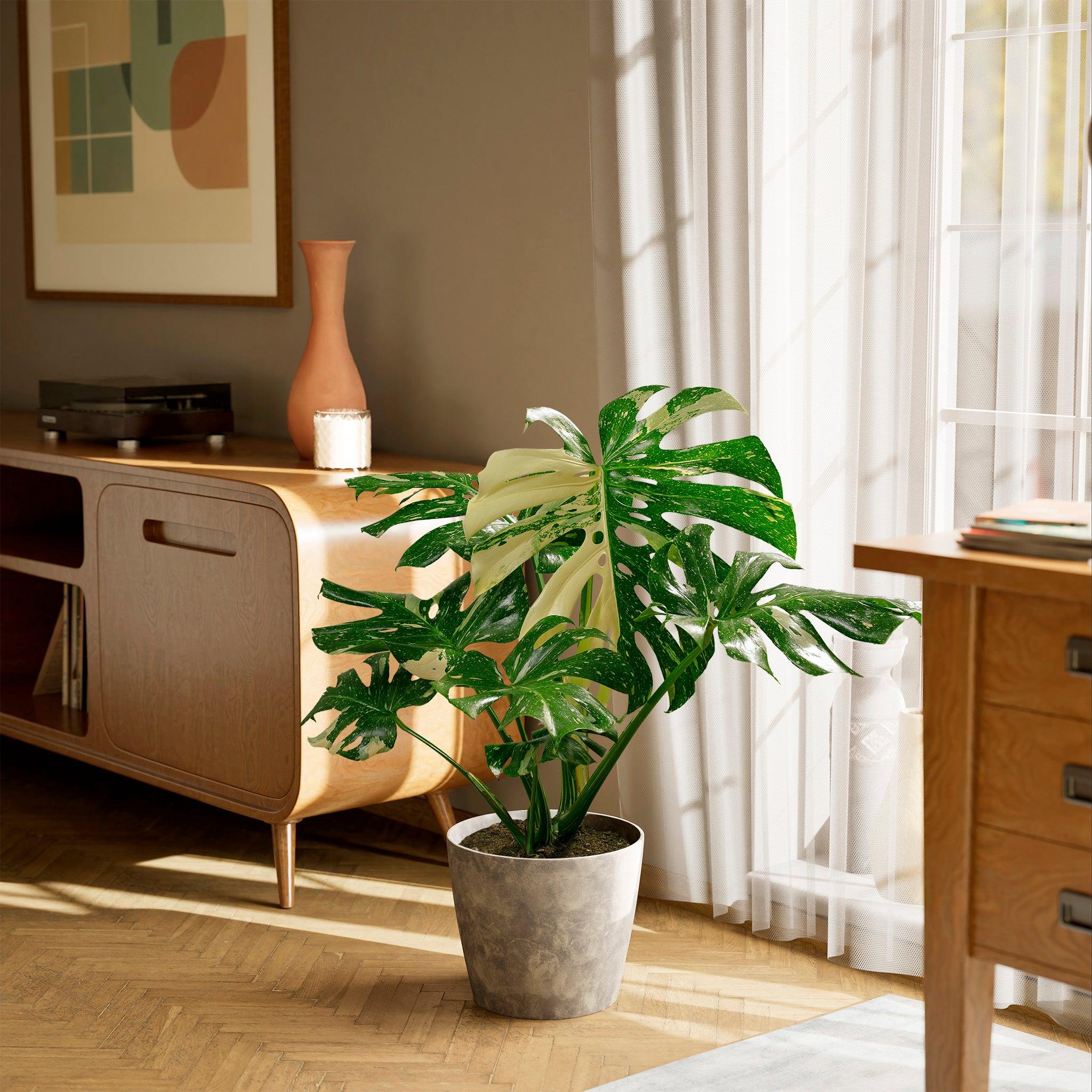Thai Monstera Constellation | Including Care Guide | Lively Root