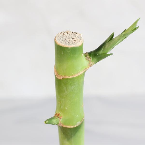 Lucky Bamboo Water Plant 2XL 48" - Verdant Lyfe