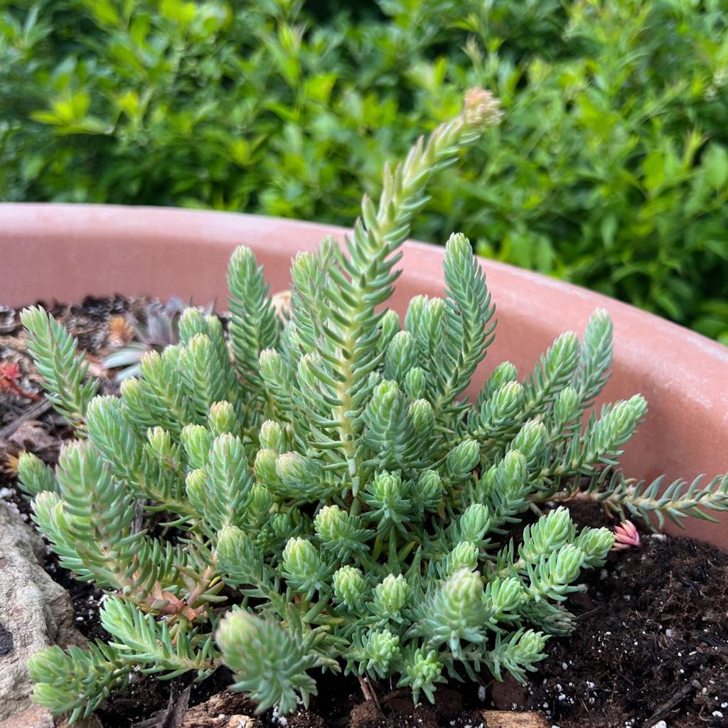 Sedum Stonecrop Plant in Container