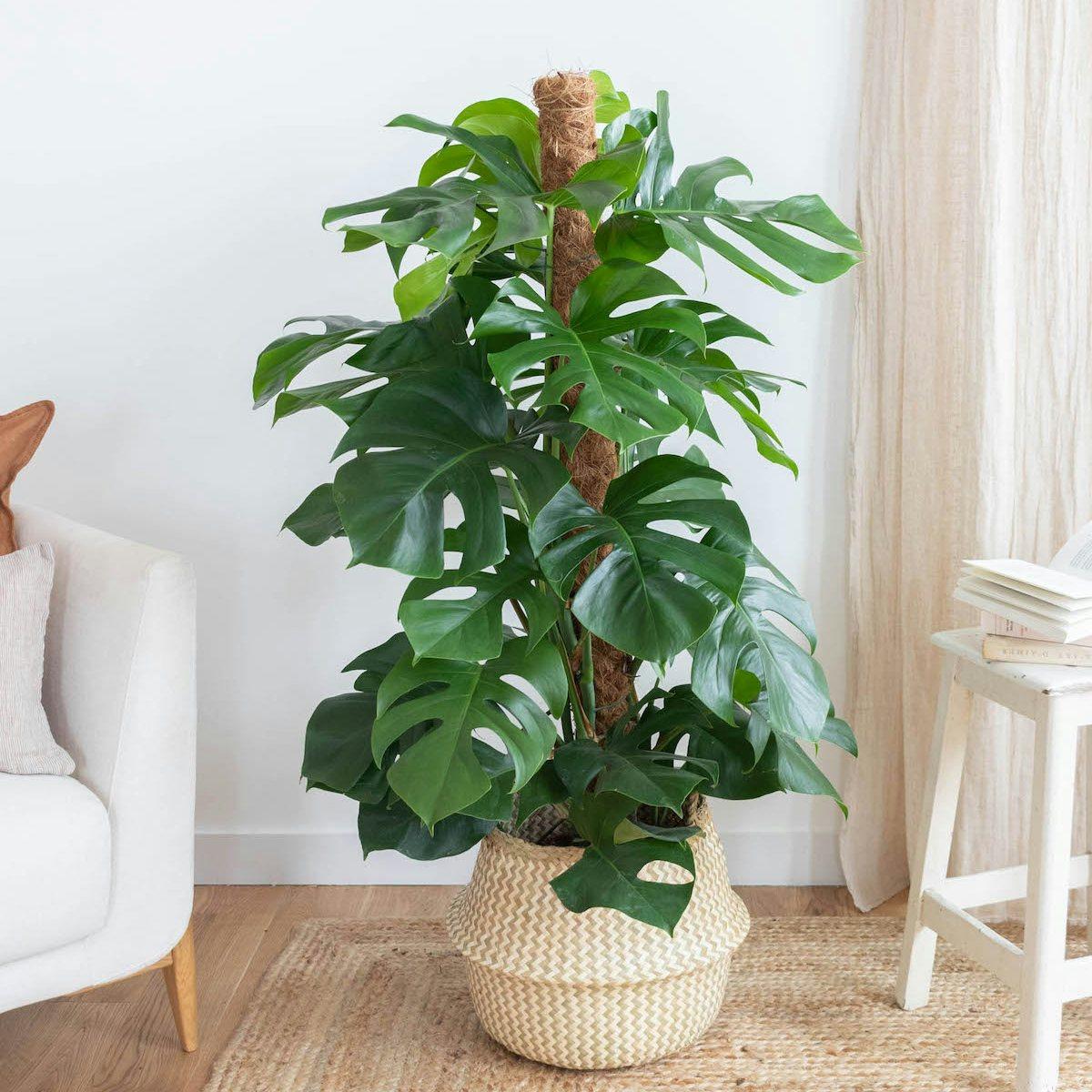 Plantes au bureau : Boostez productivité et bien-être | Bergamotte
