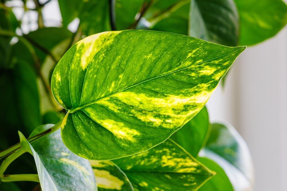 Here's How To Grow Pothos (AKA 'Devils Ivy') - A Lush And Evergreen Houseplant | Horticulture.co.uk