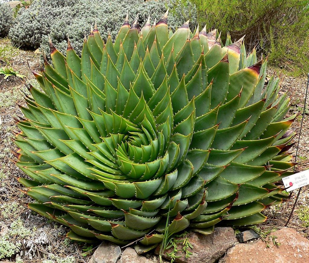 Aloe polyphylla - Wikimedia Commons