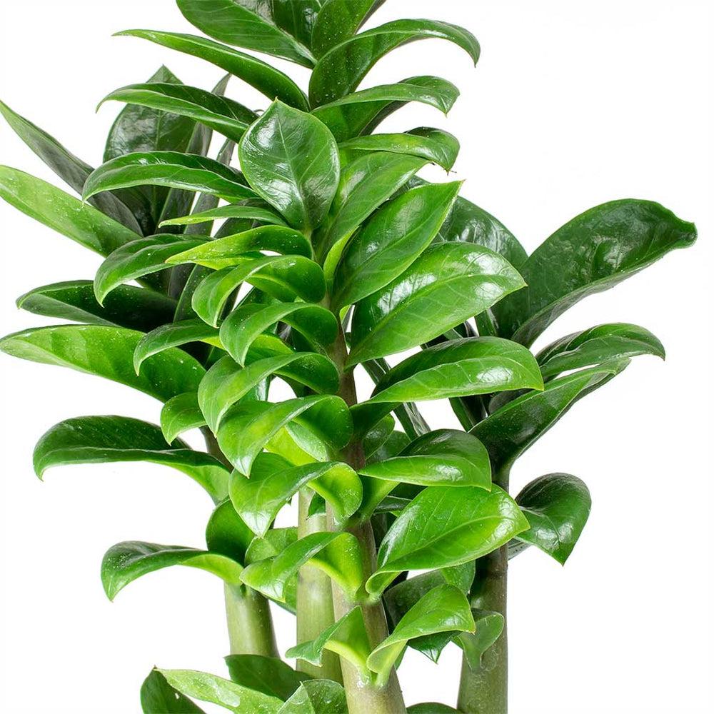 Zamioculcas zamiifolia Zenzi - ZZ Plant - Indoor Plants | Hortology - HORTOLOGY