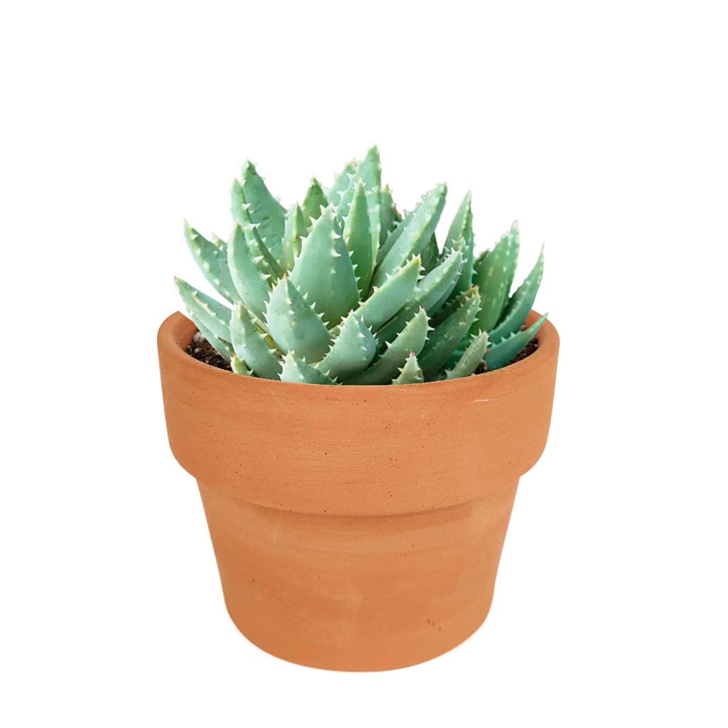 Buy Aloe Brevifolia (Short-leaved Aloe) - A Unique Succulent Delight! - Succulents Box