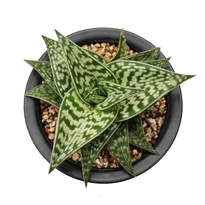 Real Live Succulent Cactus Plant : Gonialoe variegata Aloe variegata T – Succulent Zone