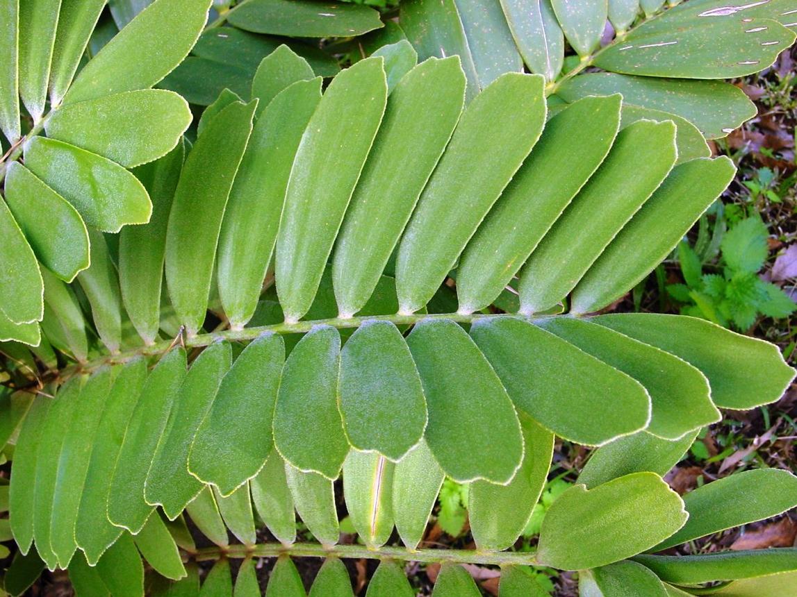 Zamia Furfuracea 'Cardboard Plant' Architectural cycad