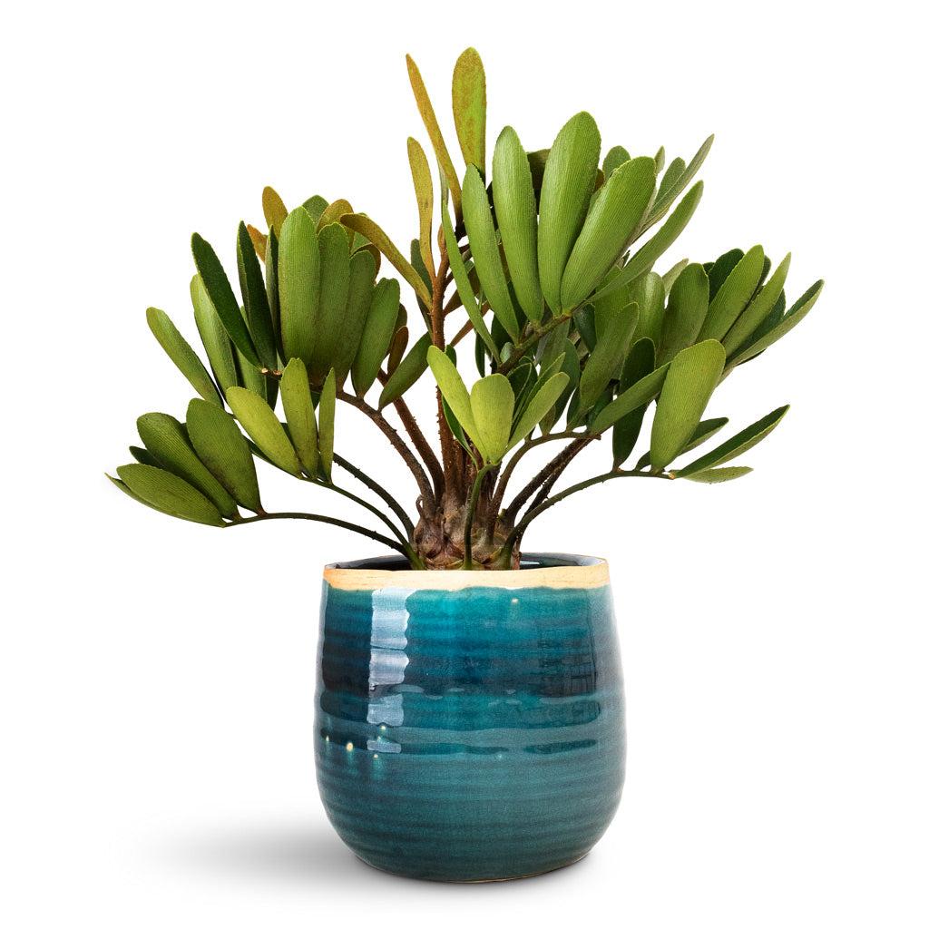 Zamia furfuracea - Cardboard Palm - Quality Indoor Plants | Hortology - HORTOLOGY