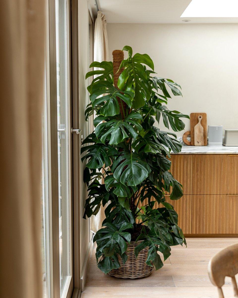 Swiss Cheese Mosspole Monstera Delicosa | Plant Drop