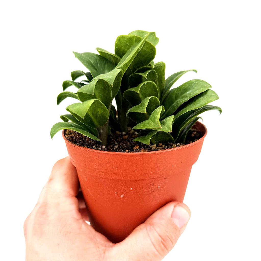 Zamioculcas zamiifolia ‘Zenzi'
– SarahCotta Plants