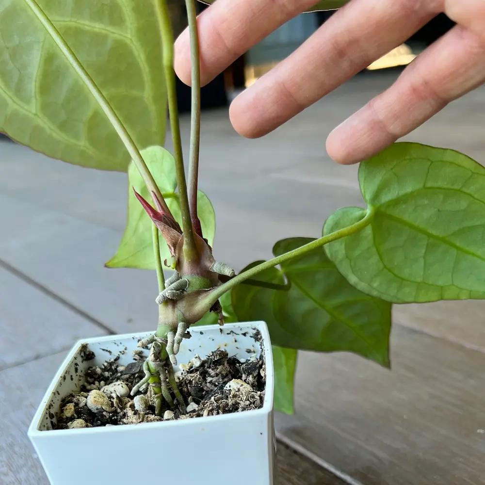 گره و ریشه هوایی روی ساقه اصلی آنتوریوم