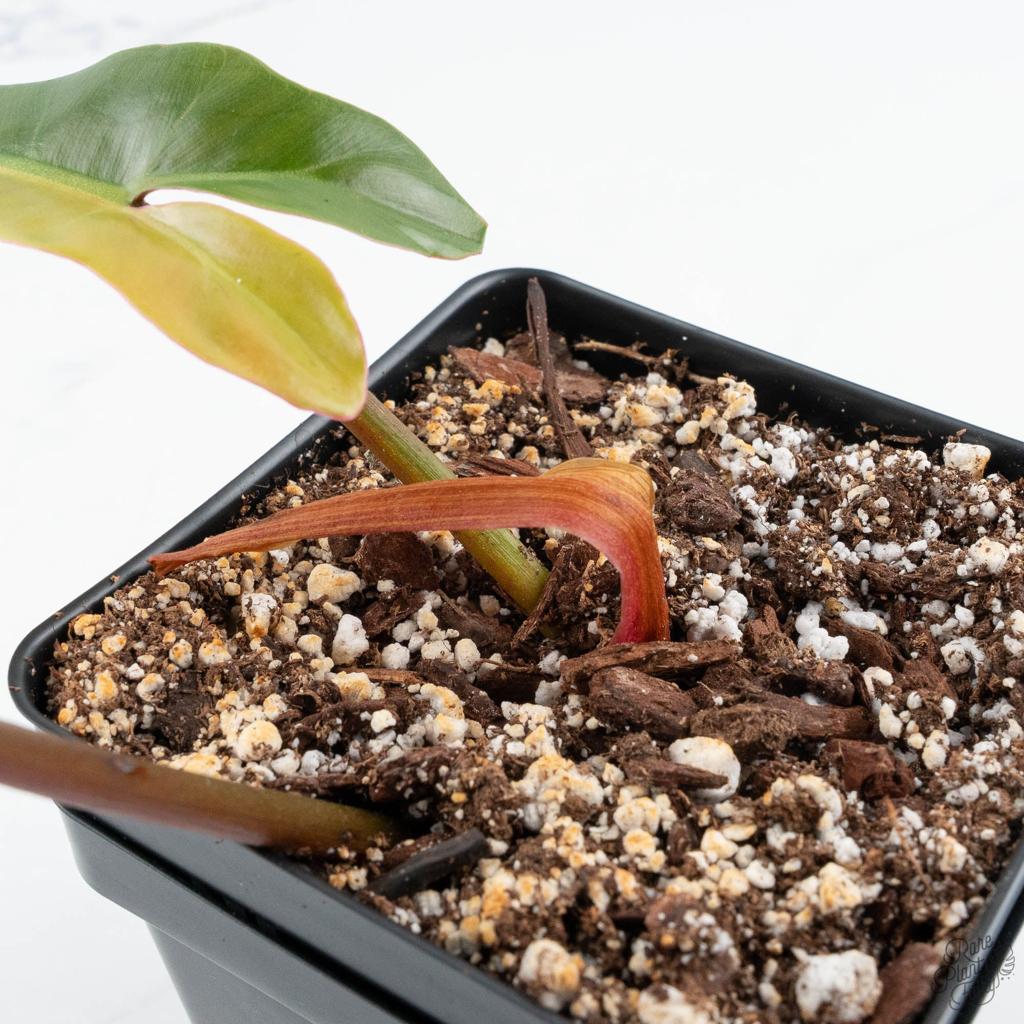 Philodendron 'Brown Beauty' ('Black Billietiae' x 'Florida Beauty') (w
– Rare Plant Fairy