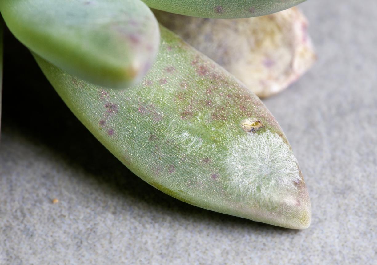 Powdery Mildew Close Up on Succulent Leaf