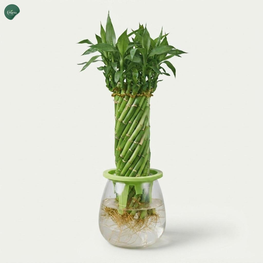 Lucky Bamboo Braided Indoor Plant in Glass Vase | CPlants UAE