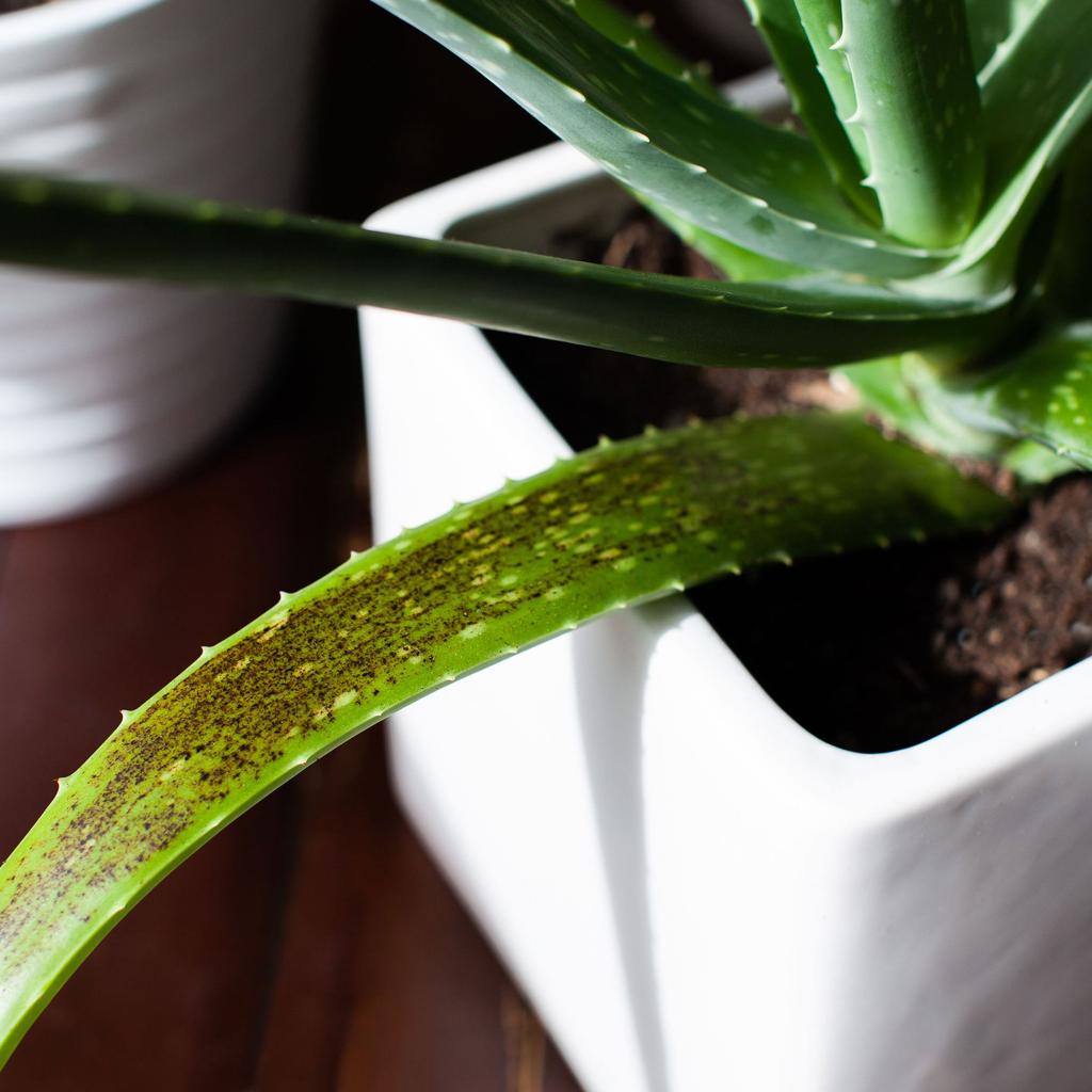 Aloe vera plant care problems and how to solve them | Real Homes