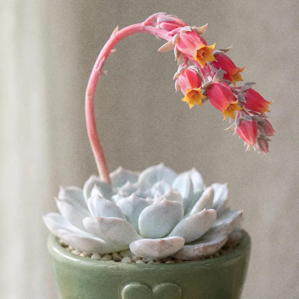 Echeveria elegans Care | Beginner Succulent with Pink Blooms | Houseplant 101