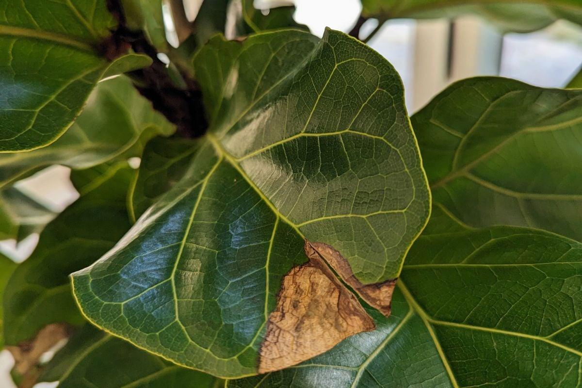 Fiddle Leaf Fig Brown Leaf Edges: Symptoms, Causes & Fixes – TheGrowingLeaf