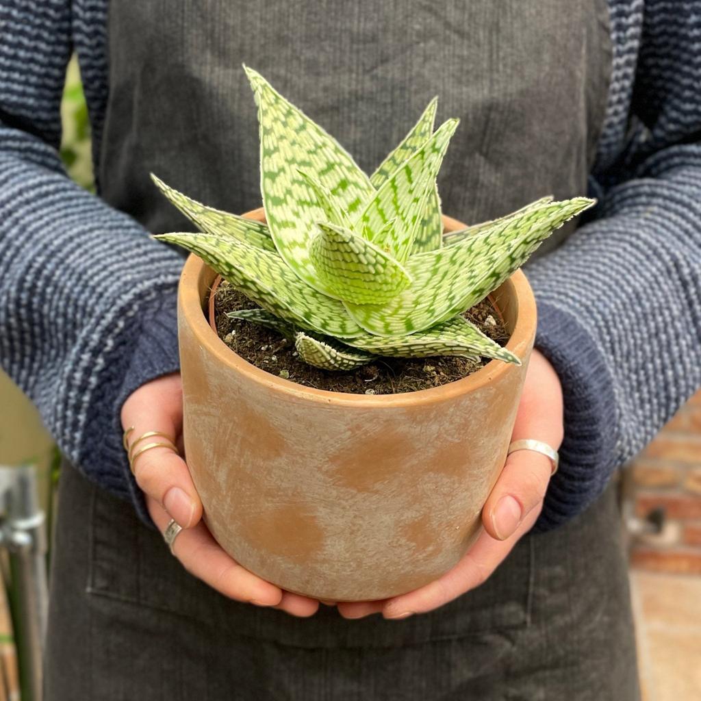 Aloe rauhii 'Demi' | grow urban. Edinburgh