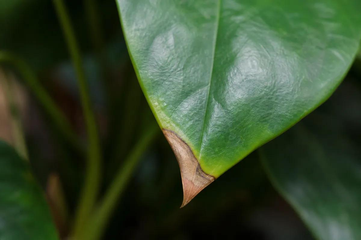 Brown Tips on Anthurium: Causes, Checks & Fixes | LeafyPixels