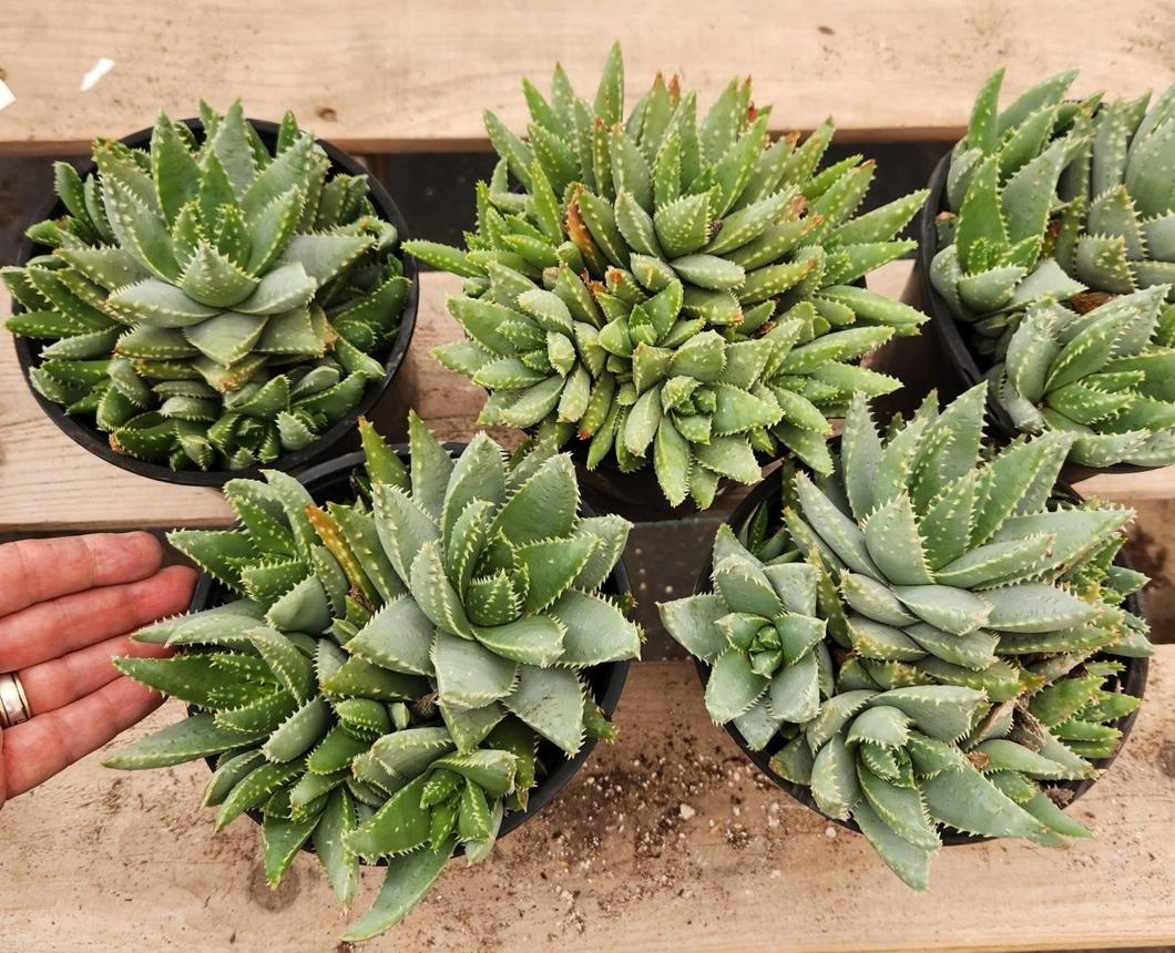 Aloe Brevifolia - "Crocodile Plant"