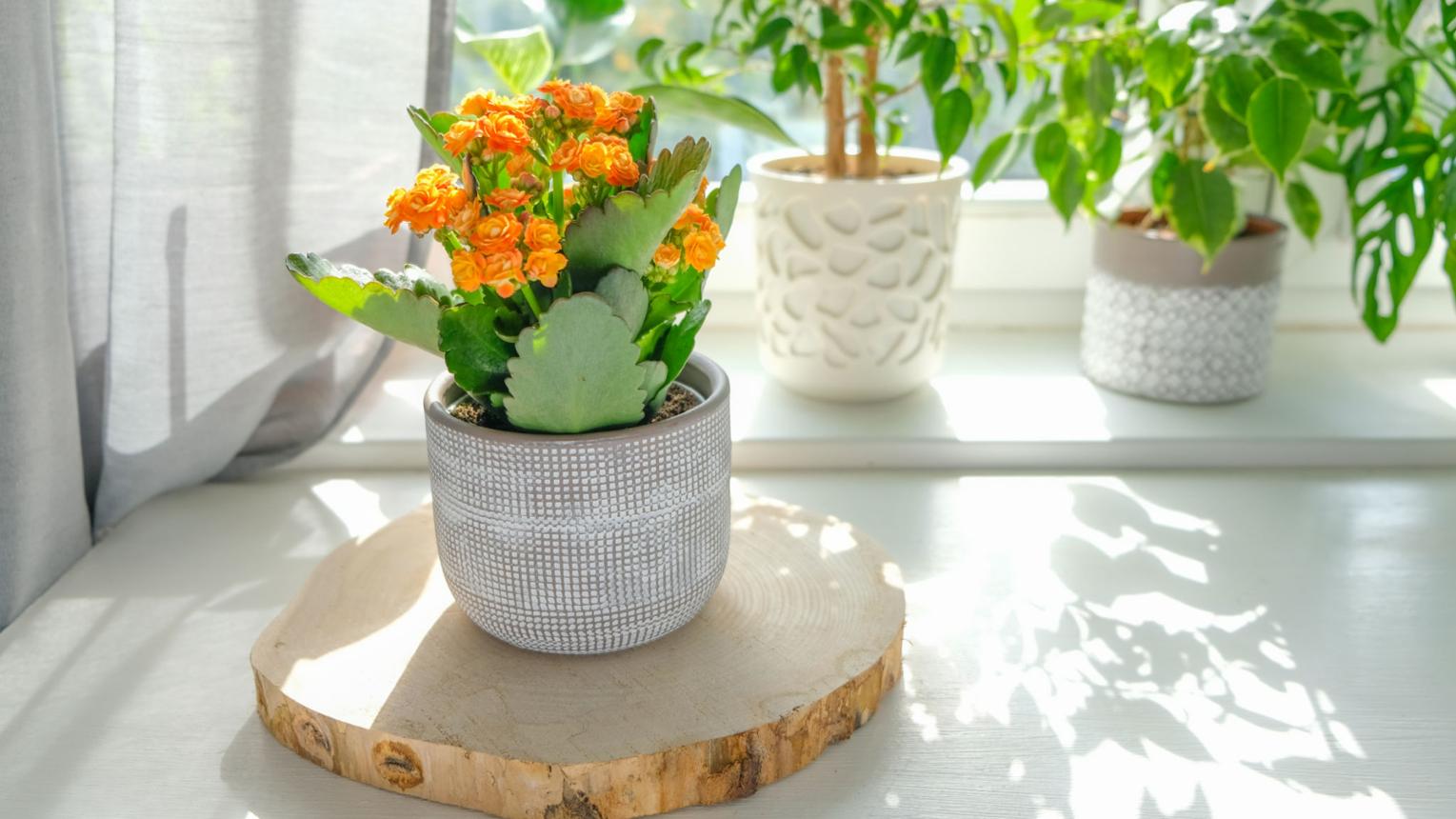 Kalanchoe potted plant with vibrant orange flowers sits on a wooden coaster in a bright room. The plant is bathed in soft, natural light, casting shadows on the coaster