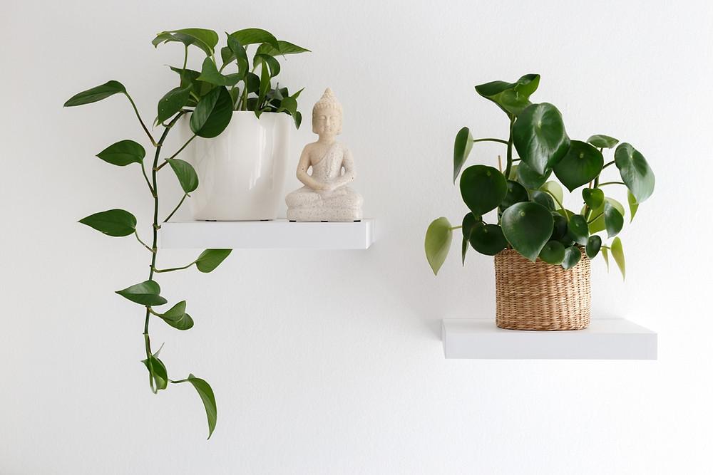 10 of the best trailing plants that will make your shelves look sexy AF