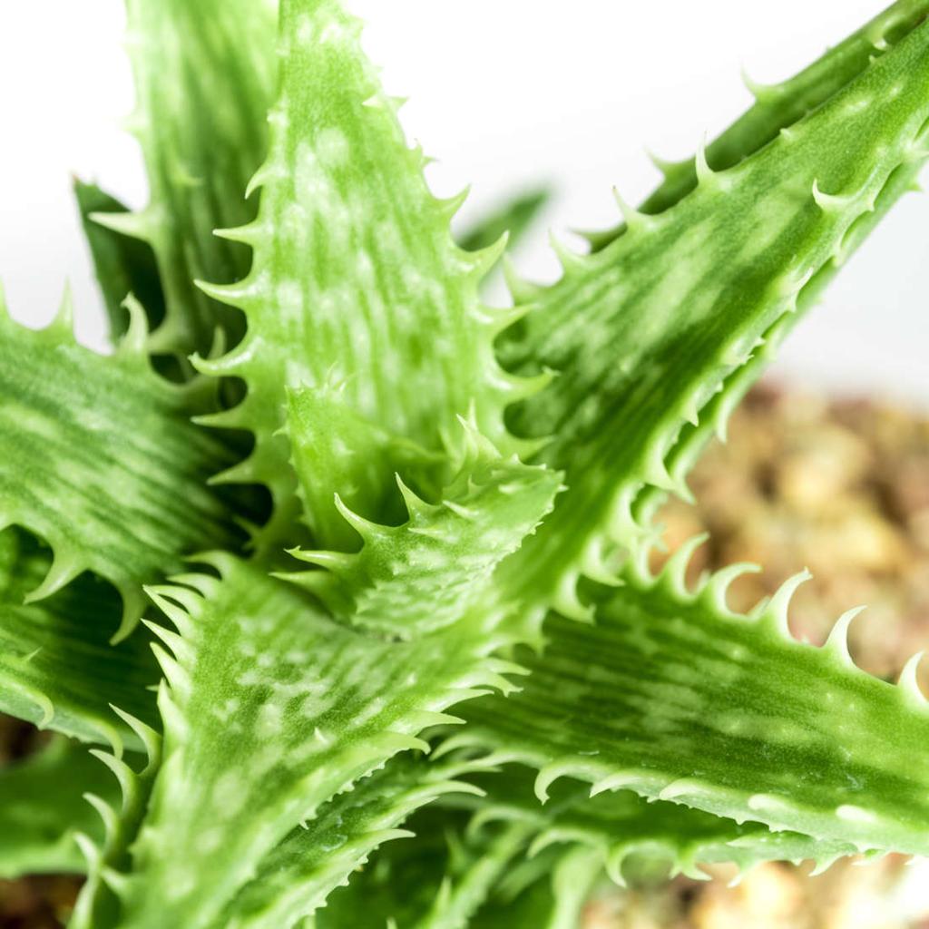 Aloe Juvenna - Tiger Tooth Aloe