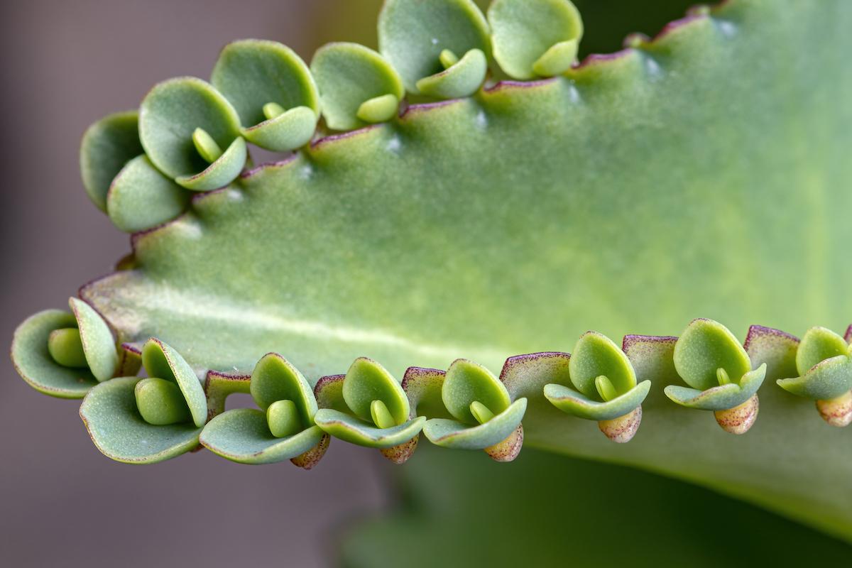 Mother of Thousands Plant Care and Propagation | Almanac.com