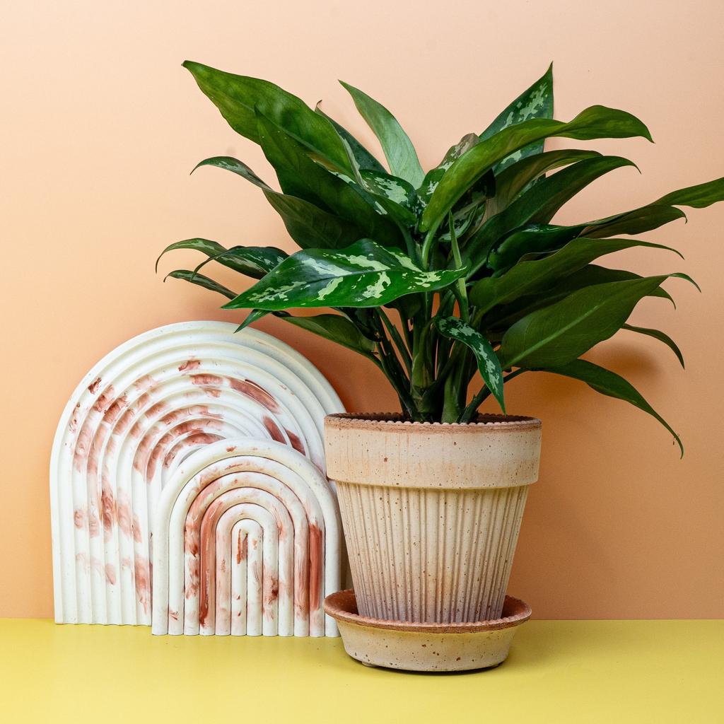 AGLAONEMA MARIA online kaufen bei potflourri