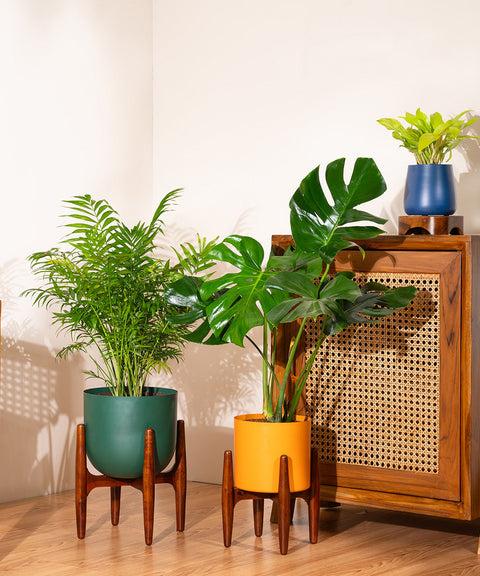 Monstera Deliciosa with Metal Self Watering Pot – Kyari.co