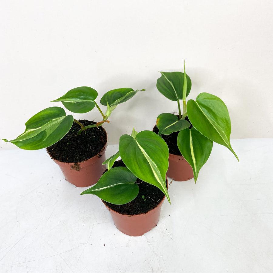 Philodendron Hederaceum Cream Splash
– Foliage Dreams