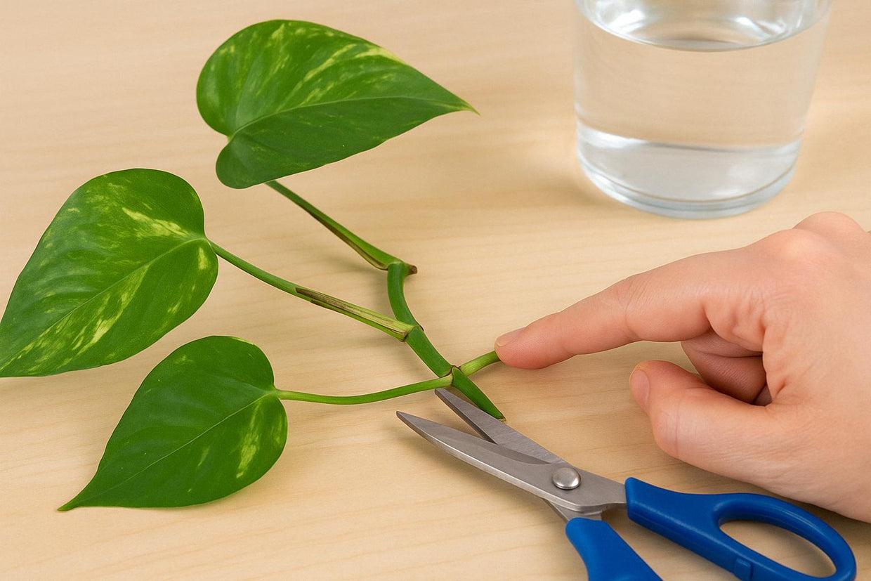 Efeutute-Ableger: Wo genau abschneiden für besten Erfolg – Florage.de