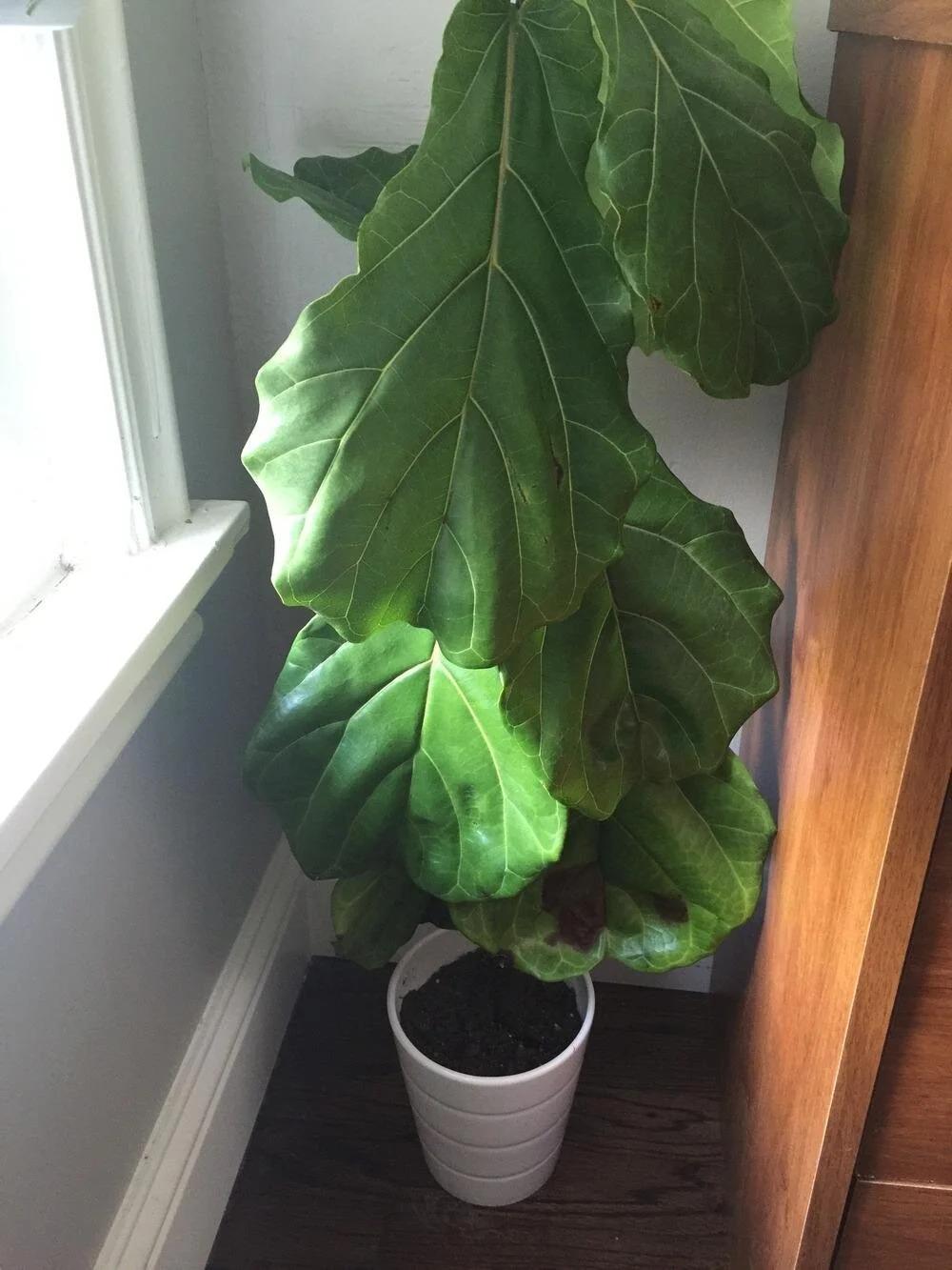 فیکوس لیراتا با برگهای افتاده پس از تغییر مکان