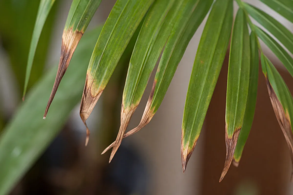 سوختگی نوک برگ اریکا