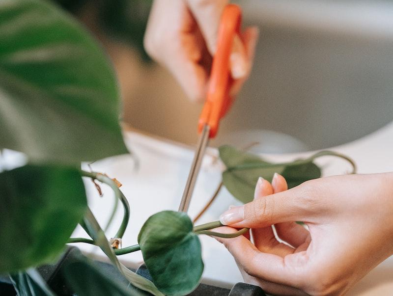 Propagating Philodendron | Plant Addicts