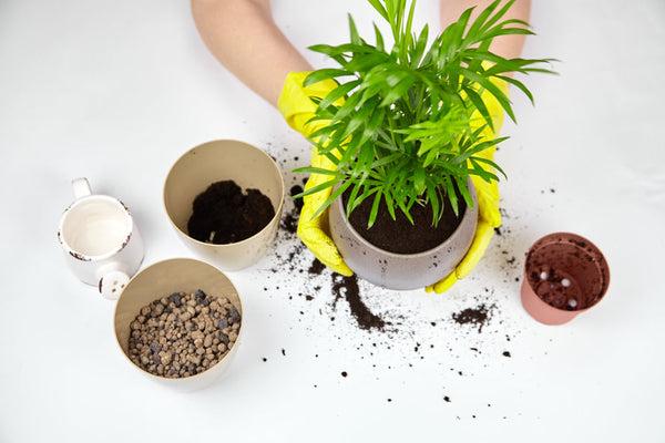 How to Care for Parlor Palm Plants the Right Way
– Ugaoo