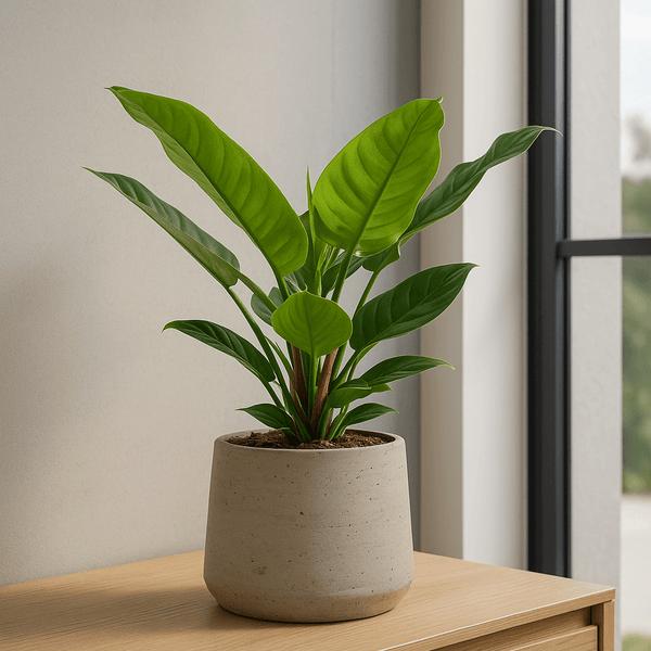 Philodendron Imperial Green Ø:35 H:14 cm - Pflanzen sicher zu dir nach Hause | Finestgreen