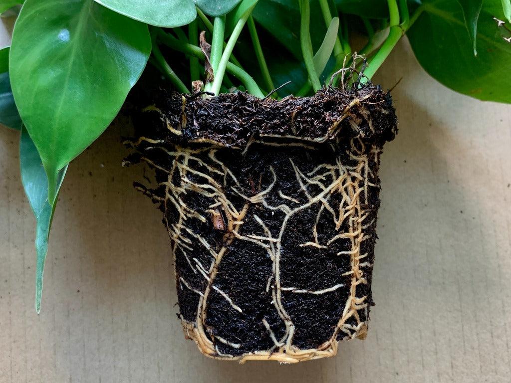 The Basics Of Philodendron Houseplant Care From Master Horticulturist Colin Skelly | Horticulture.co.uk