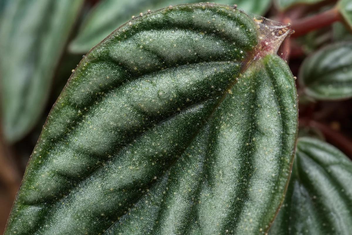 Spider Mites on Watermelon Peperomia: Causes, Checks & Fixes | LeafyPixels