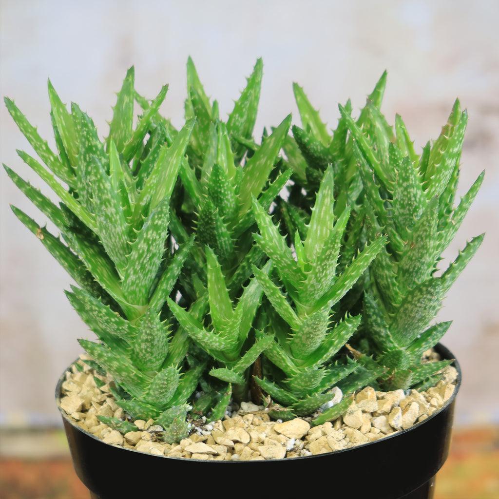 Buy Best Quality Aloe juvenna Live Plant | Planet Desert
