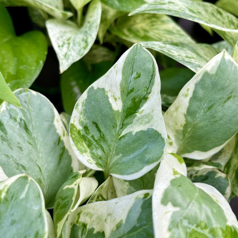 Kerby's Nursery - Pothos 'Pearls and Jade'® 6" Pot