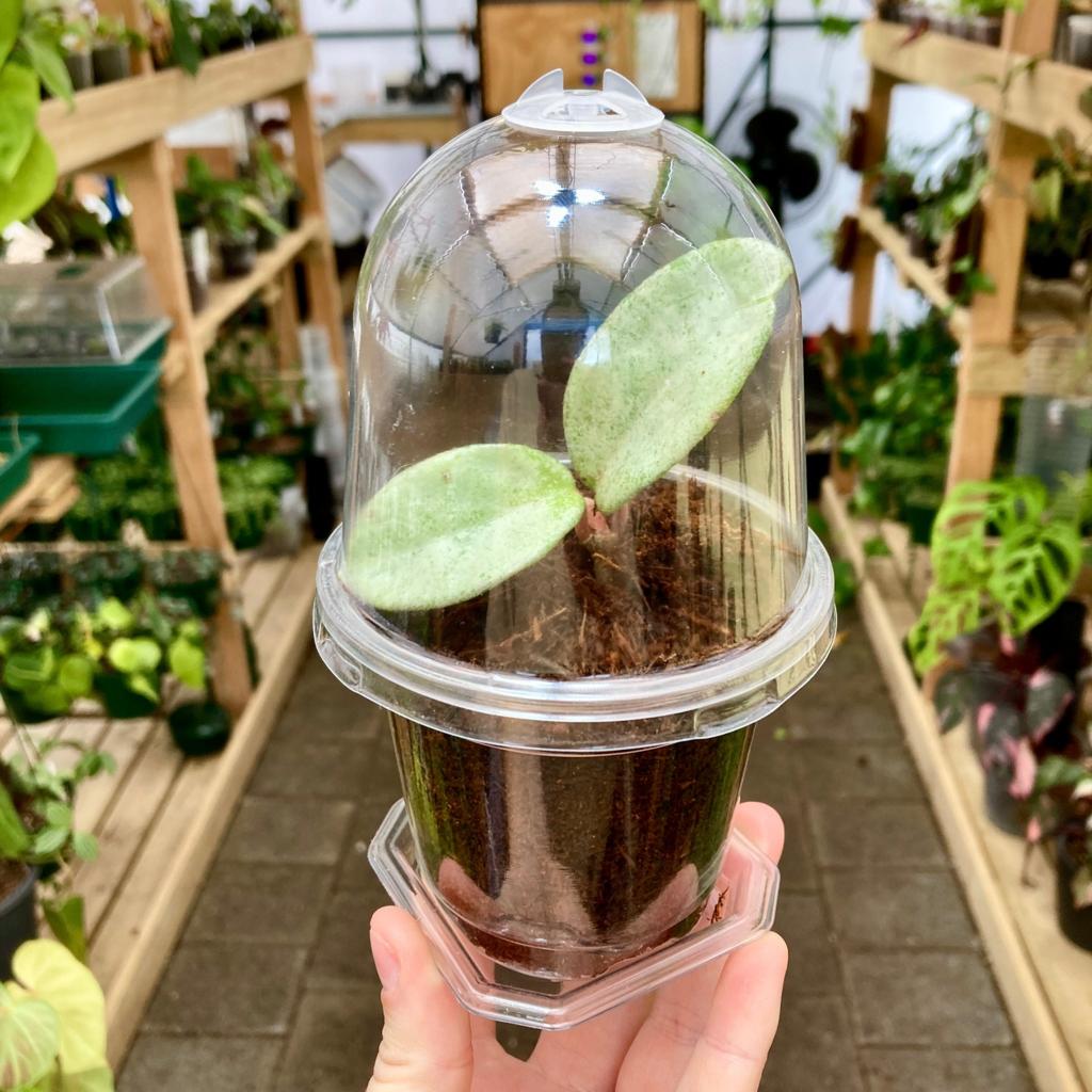 Buy Clear Propagation Pot with Humidity Dome 9cm
– GrowingGreen NZ
