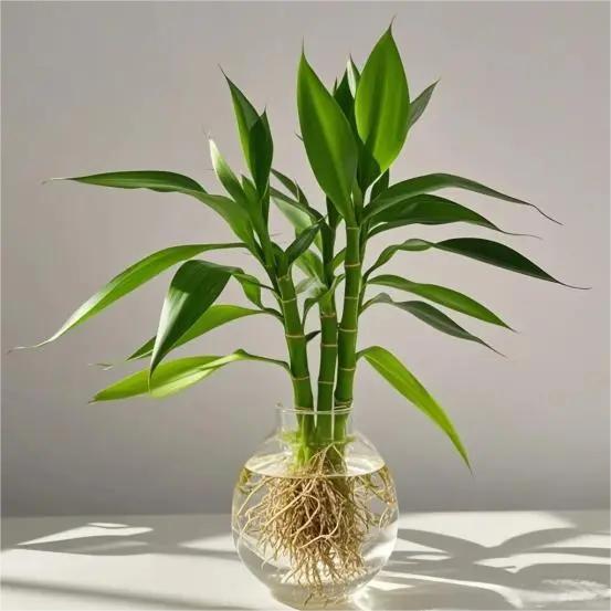 News - Planting methods and techniques of Dracaena sanderiana