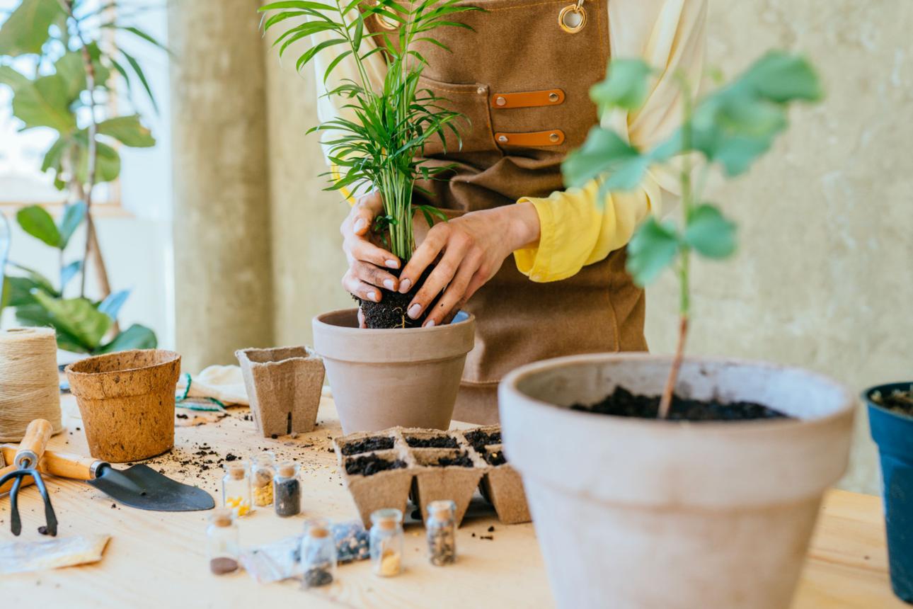 Charming woman replanting purchased houseplant flower chamaedorea in larger pot, closeup of earthen lump. Cultivation and caring for indoor potted plants. Hobbies and leisure, home gardening
